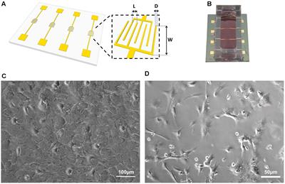 Extracellular Electrophysiological Measurements of Cooperative Signals in Astrocytes Populations